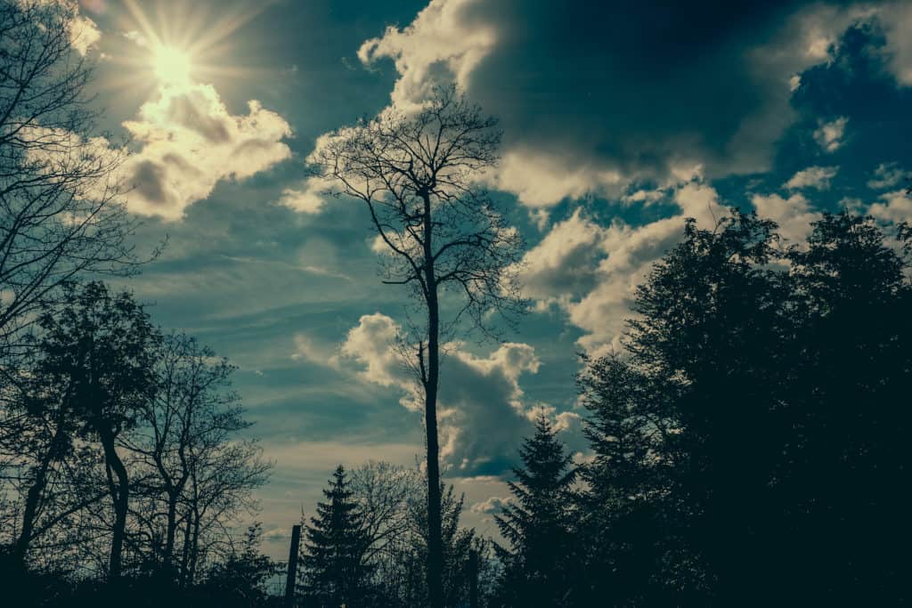 sky and trees sky and trees